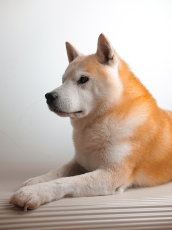 A Shiba Inu dog is lying down on a light-colored, ridged surface against a plain white background. The dog has a calm and serene expression, with its head turned slightly to one side, showcasing its fluffy fur and distinctive upright ears.