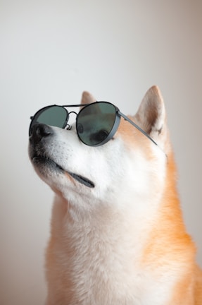A cool dog wearing sunglasses and a gold chain, striking a confident pose.