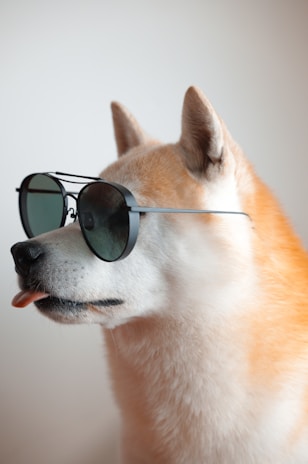 A playful dog wearing oversized sunglasses outdoors.