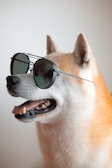 A dog with a fluffy coat wearing round, dark sunglasses. The dog appears in a side profile with a happy expression, mouth slightly open, and ears perked up. The background is plain and neutral, highlighting the dog as the focal point.