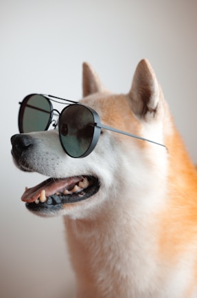 A dog with a fluffy coat wearing round, dark sunglasses. The dog appears in a side profile with a happy expression, mouth slightly open, and ears perked up. The background is plain and neutral, highlighting the dog as the focal point.