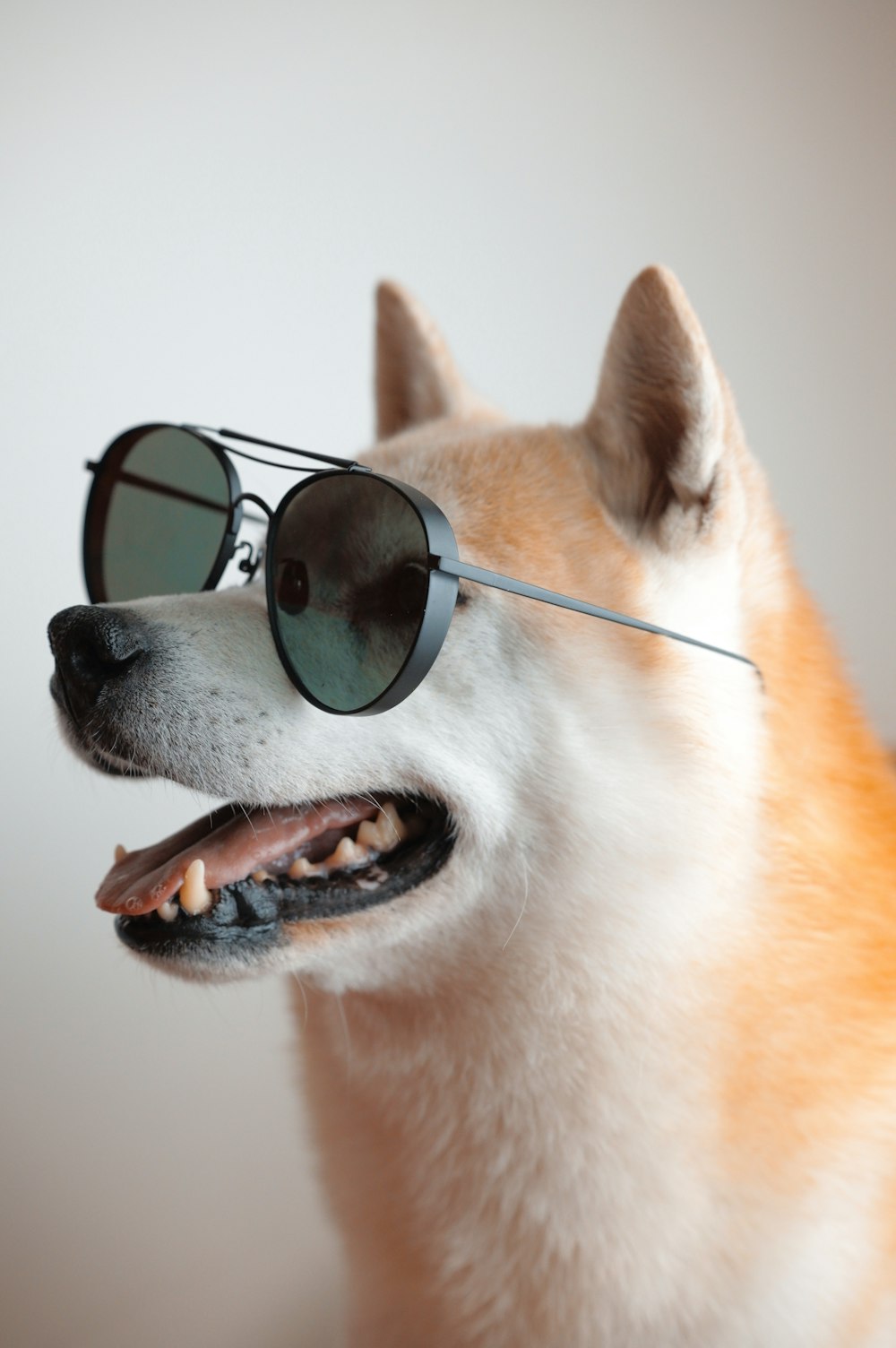 a dog with a pair of sunglasses on it's head