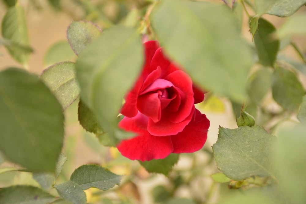 a red rose with green leaves in the foreground