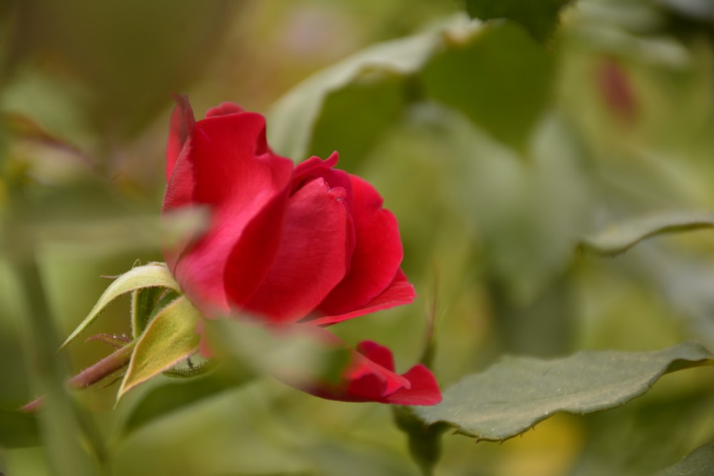 a red rose with green leaves in the foreground