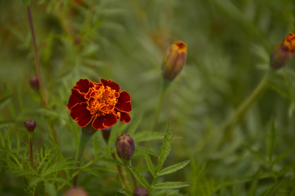 a close up of a red flower in a field