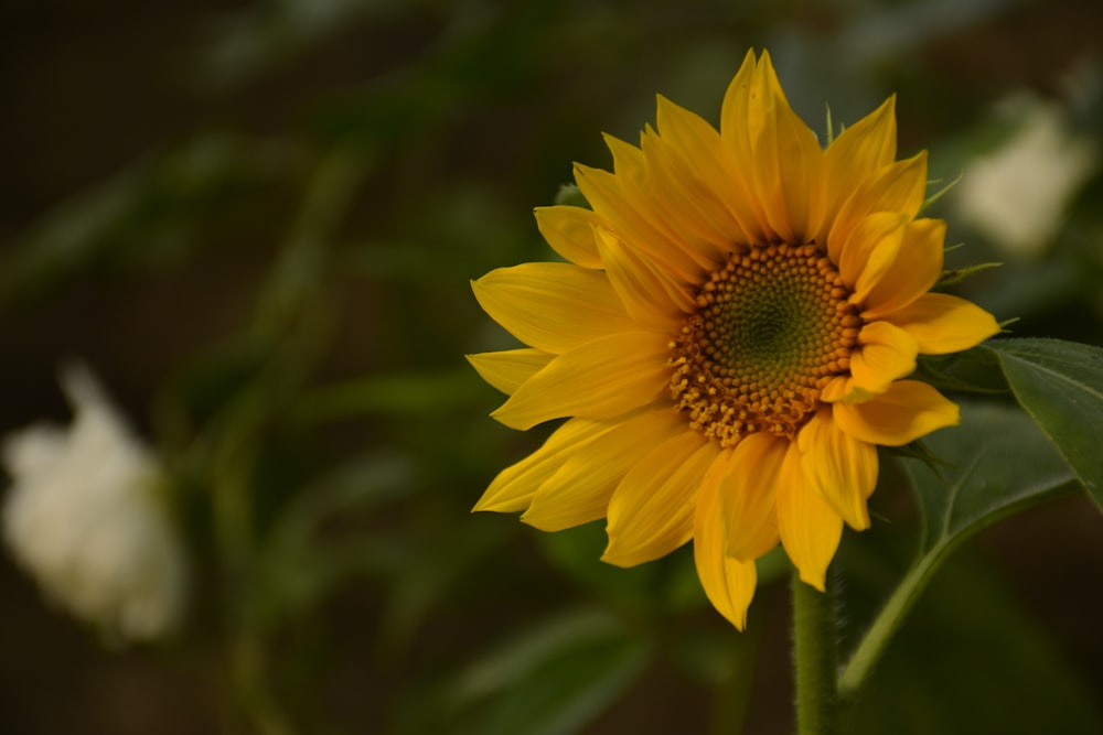 a yellow sunflower with green leaves and white flowers