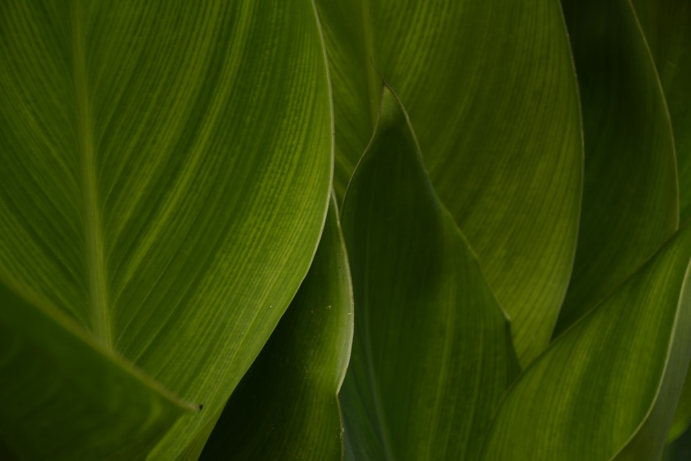 a close up of a large green leaf