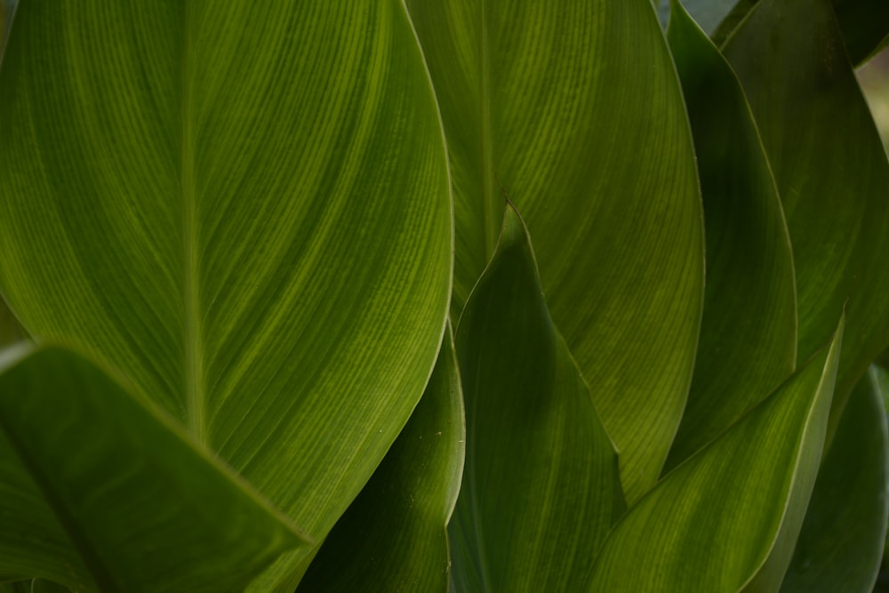 a close up of a green plant with leaves