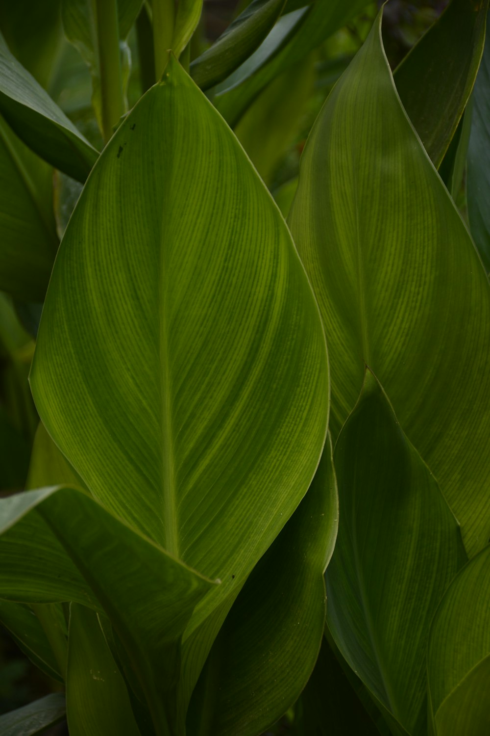 a close up of a green leafy plant