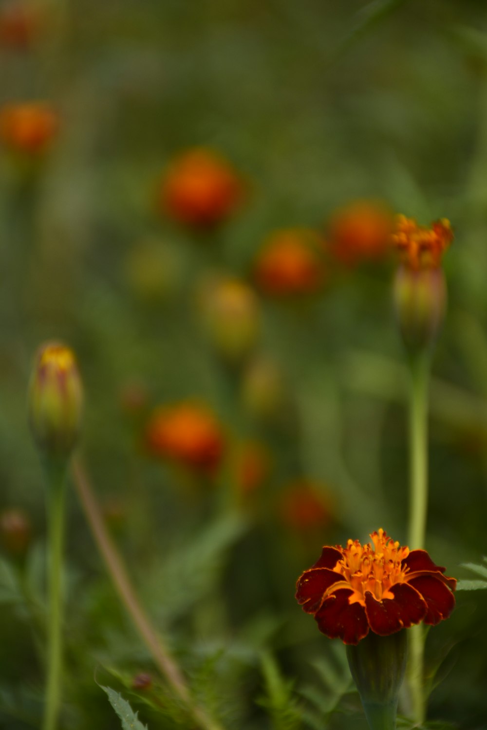 a close up of a flower in a field of flowers