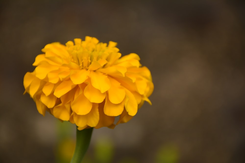 a close up of a yellow flower with a blurry background