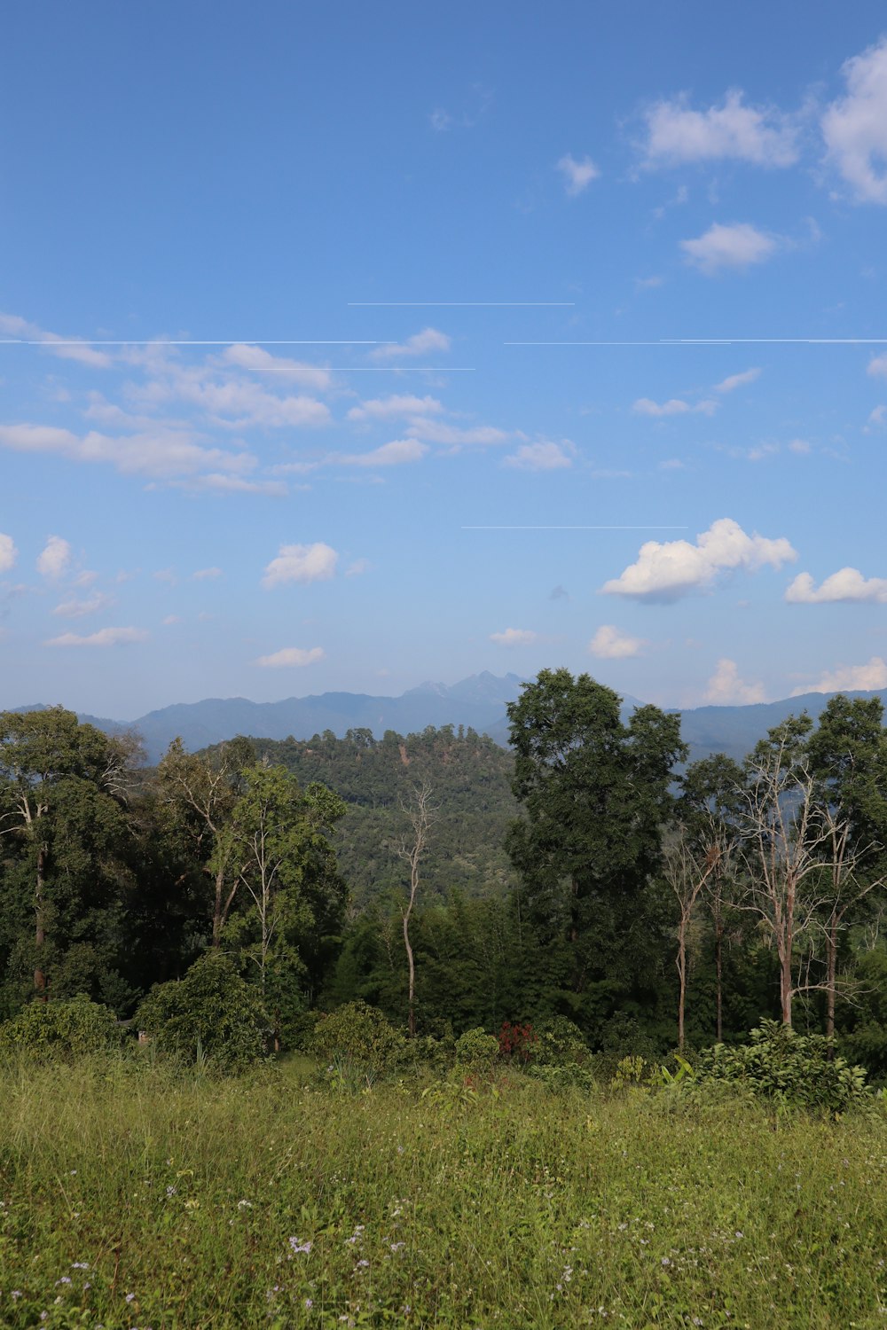 a grassy field with trees and mountains in the background