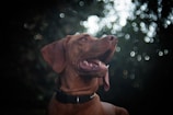 A brown dog with a black collar, its mouth open and tongue out, appears against a blurred background with bright bokeh circles. The dog's expression is lively and attentive, suggesting it is either barking or catching something in the air.