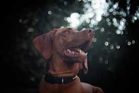 A brown dog with a black collar, its mouth open and tongue out, appears against a blurred background with bright bokeh circles. The dog's expression is lively and attentive, suggesting it is either barking or catching something in the air.