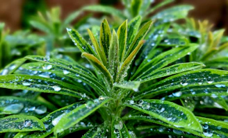Close-up of a refreshing green spray mist coming out of a Verde Vitale bottle.