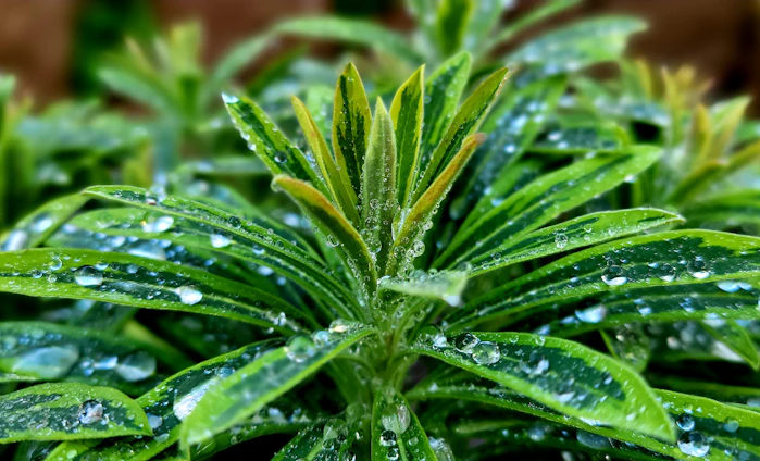 Close-up of a golden oil drop falling onto deep green leaves, capturing the essence of natural nourishment.