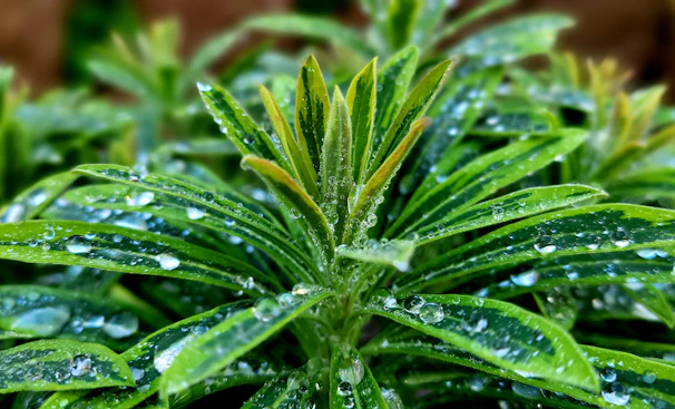 Close-up of vibrant tropical leaves with droplets of water, showcasing freshness and life