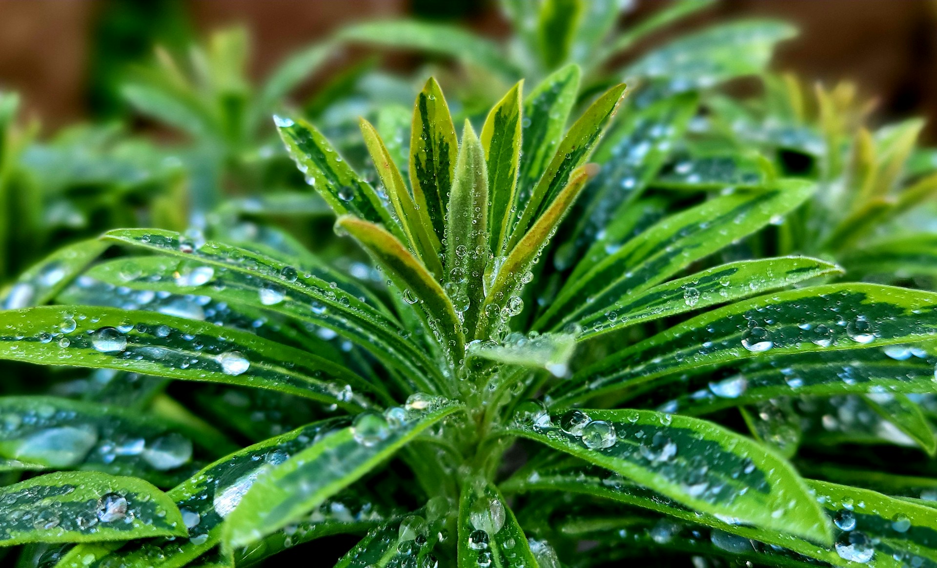 Close-up of water droplets hanging from delicate vegetation, capturing the essence of moisture and life in the páramo.