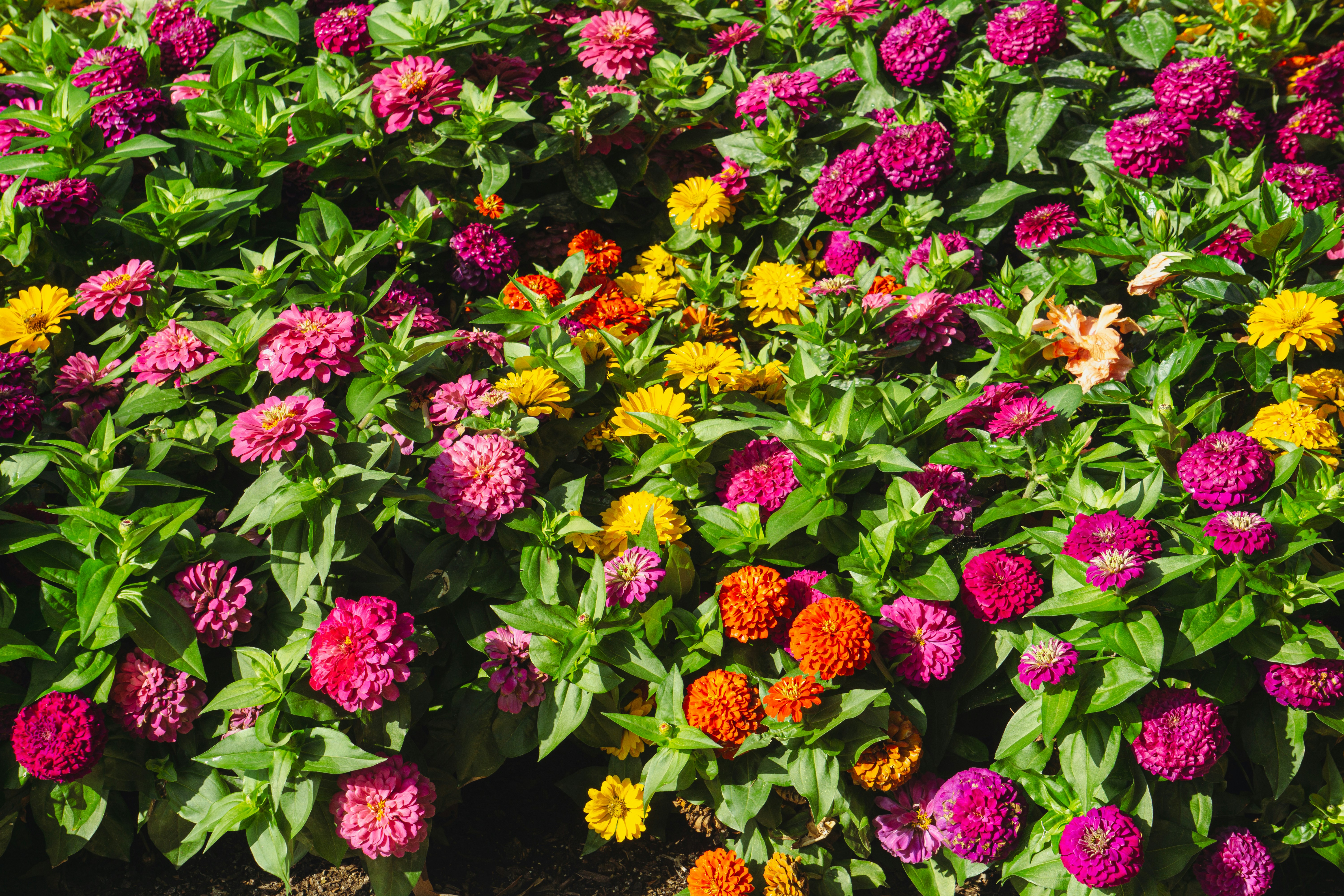 A-Burst-of-Zinnia-Colors-in-the-Garden-by-Aravind-Reddy-Tarugu