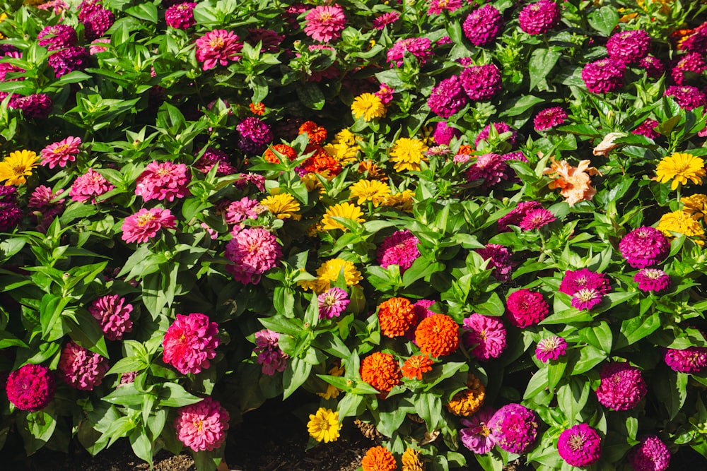 a bunch of flowers that are in a field