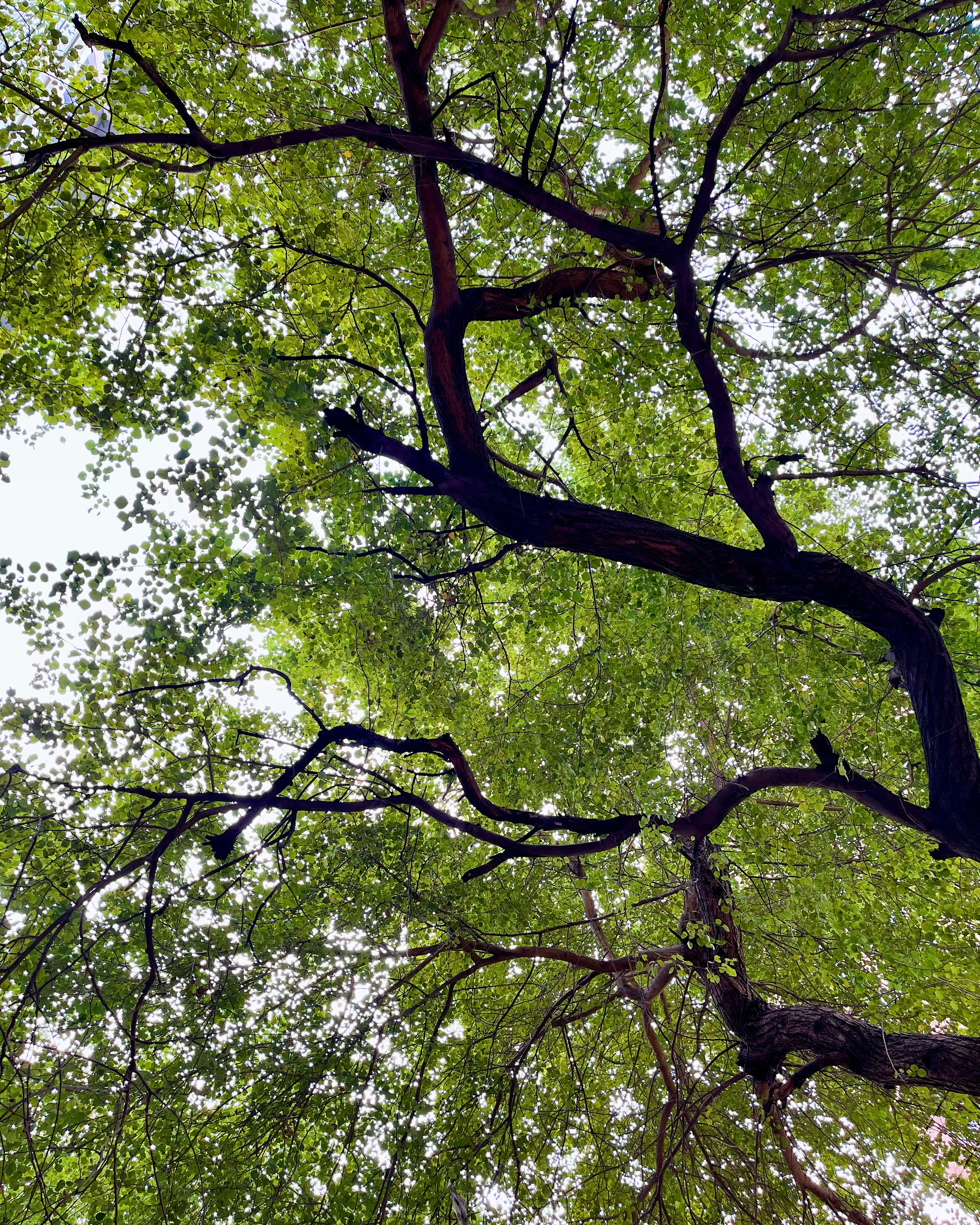 Photo by subhamsahu21