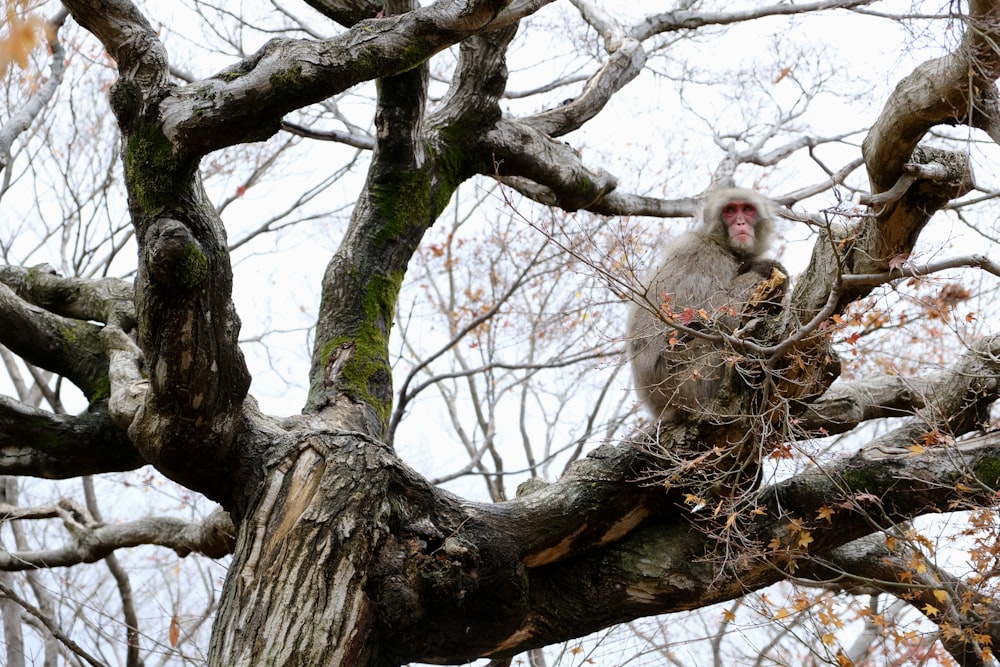 a monkey that is sitting in a tree