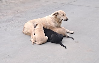 A mother dog lies on a concrete surface surrounded by three nursing puppies. The puppies are different colors; two are light brown and one is black. The mother dog appears calm and relaxed.