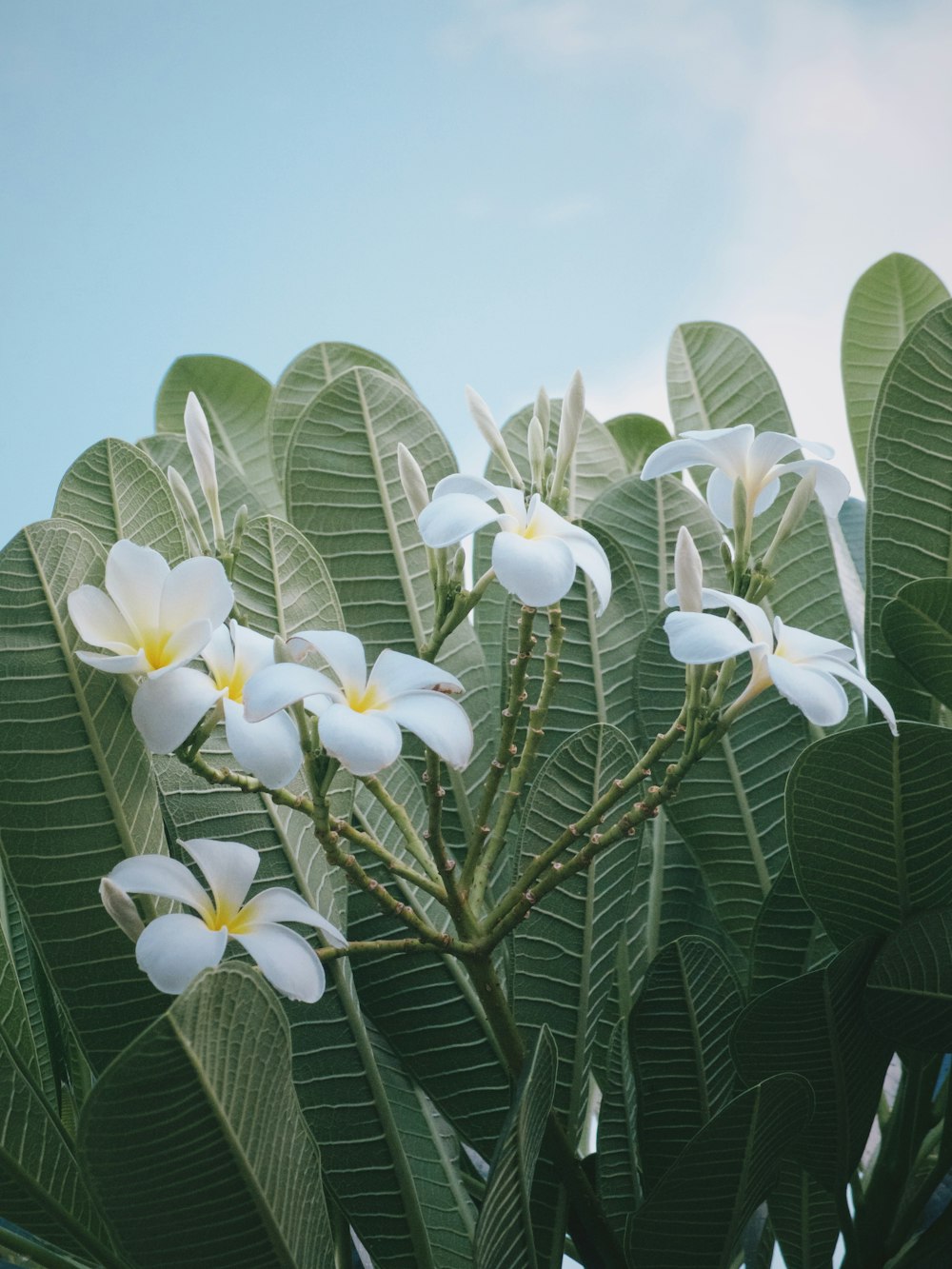 a bunch of flowers that are on a tree