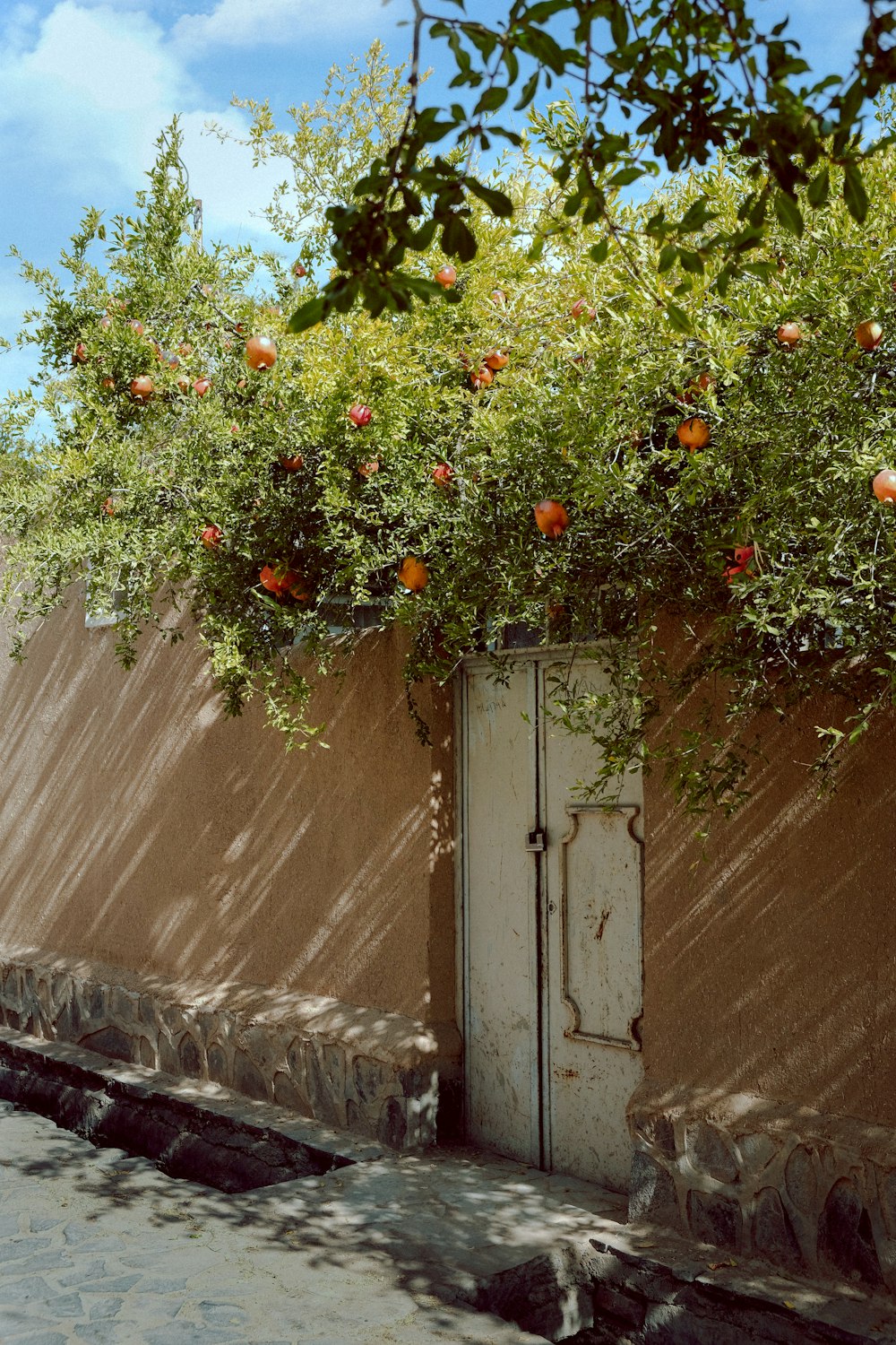 an orange tree growing over a door on a wall