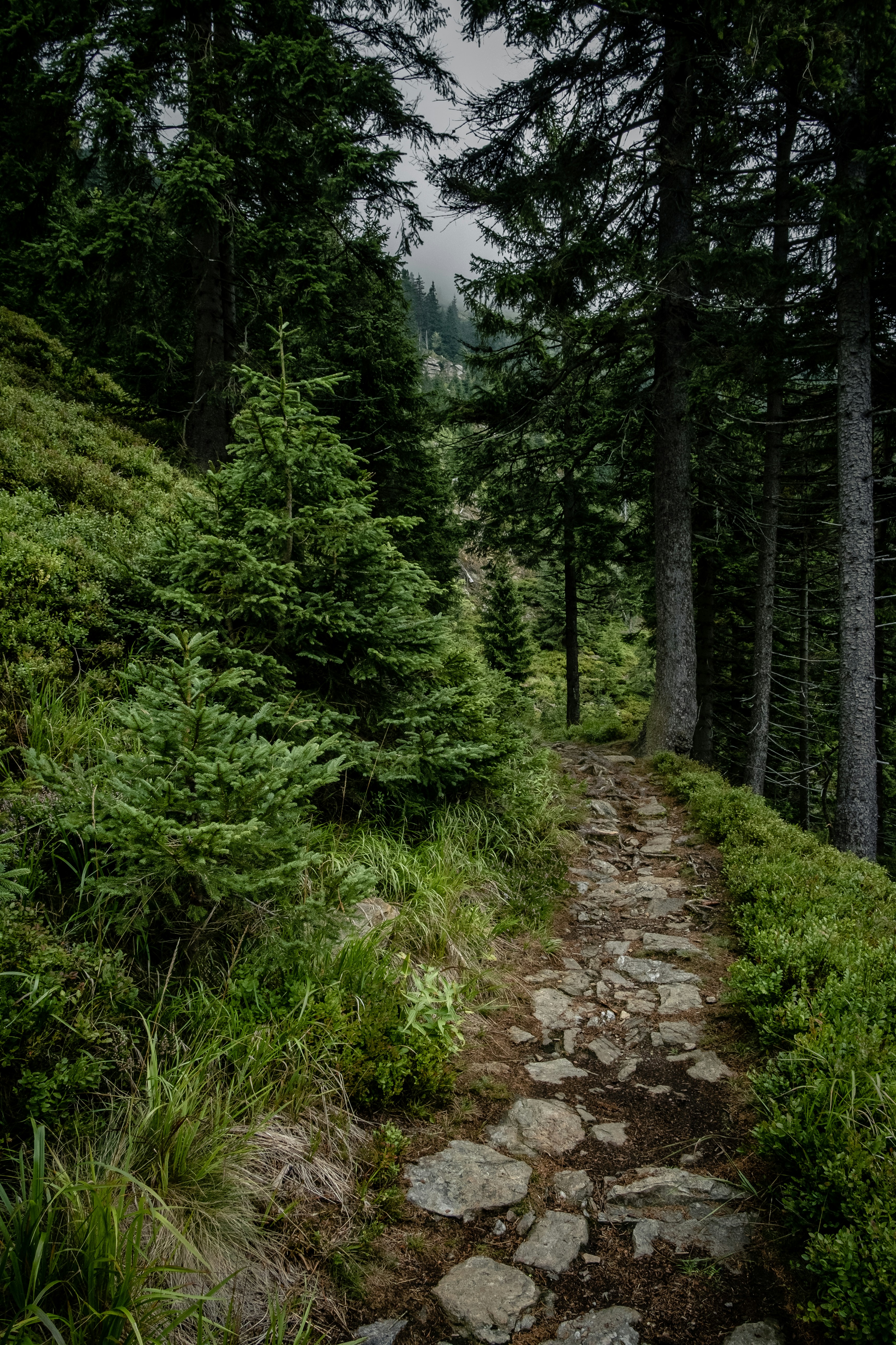 A stone path in the middle of a forest photo – Free Path Image on Unsplash