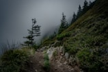 A misty mountain trail winding through a dense evergreen forest at dawn.
