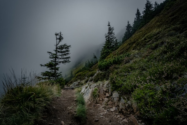 A foggy mountain trail winds through dense green vegetation and trees. The path is rocky and surrounded by lush grass and shrubs, leading into a misty, atmospheric forest scene. Tall pine trees are scattered along the slope.