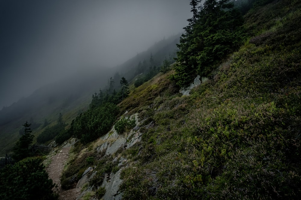 a dark and foggy mountain with trees on the side