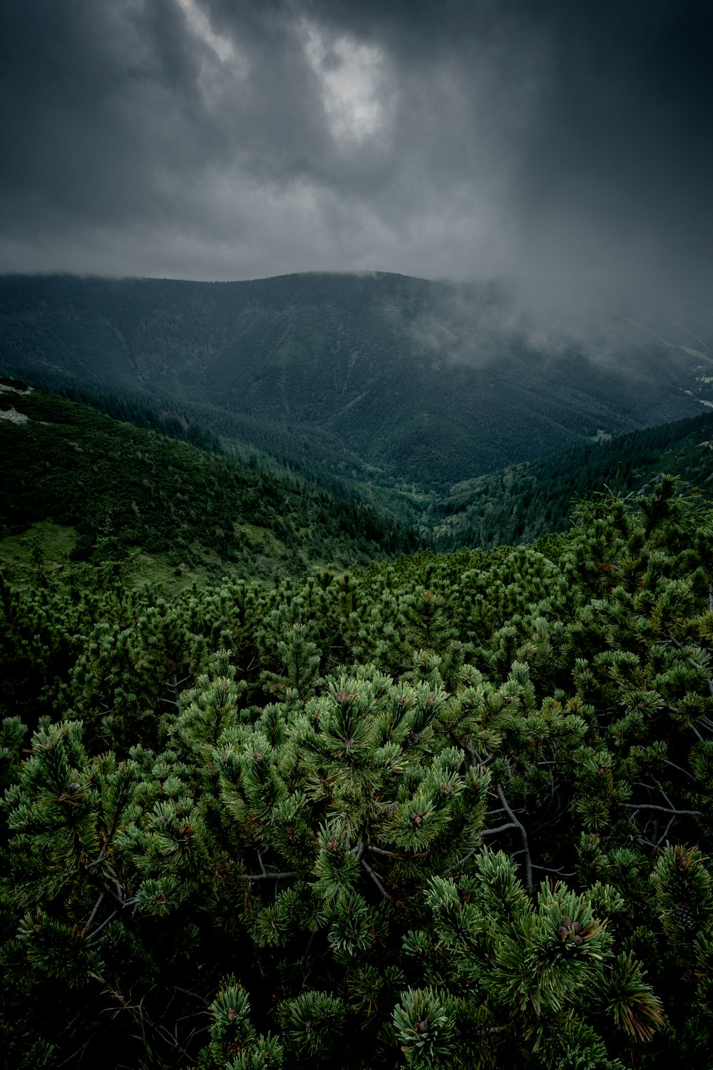 a forest filled with lots of green trees under a cloudy sky
