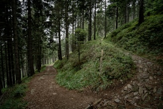 A symbolic image of two paths diverging in a mystical forest.
