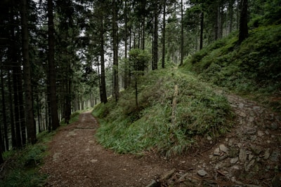 A symbolic image of two paths diverging in a mystical forest.