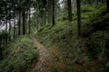 A scenic hiking trail winding through a vibrant forest.