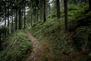 An adventurous hiking trail through a dense forest.