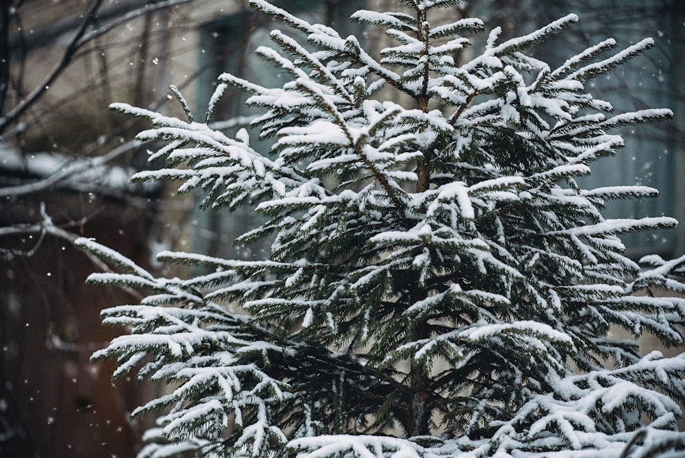 a pine tree covered in snow in front of a building