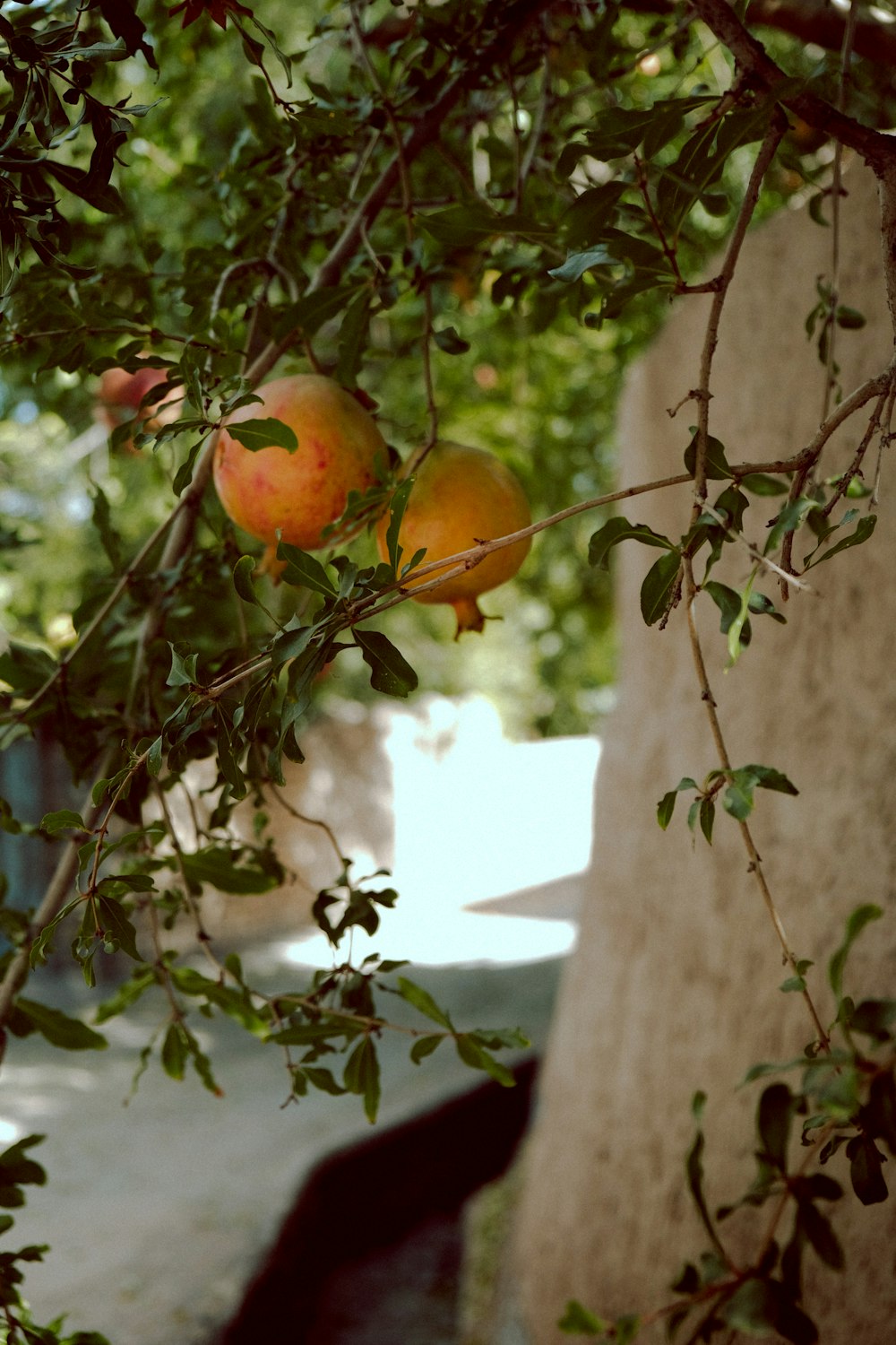 a couple of oranges hanging from a tree