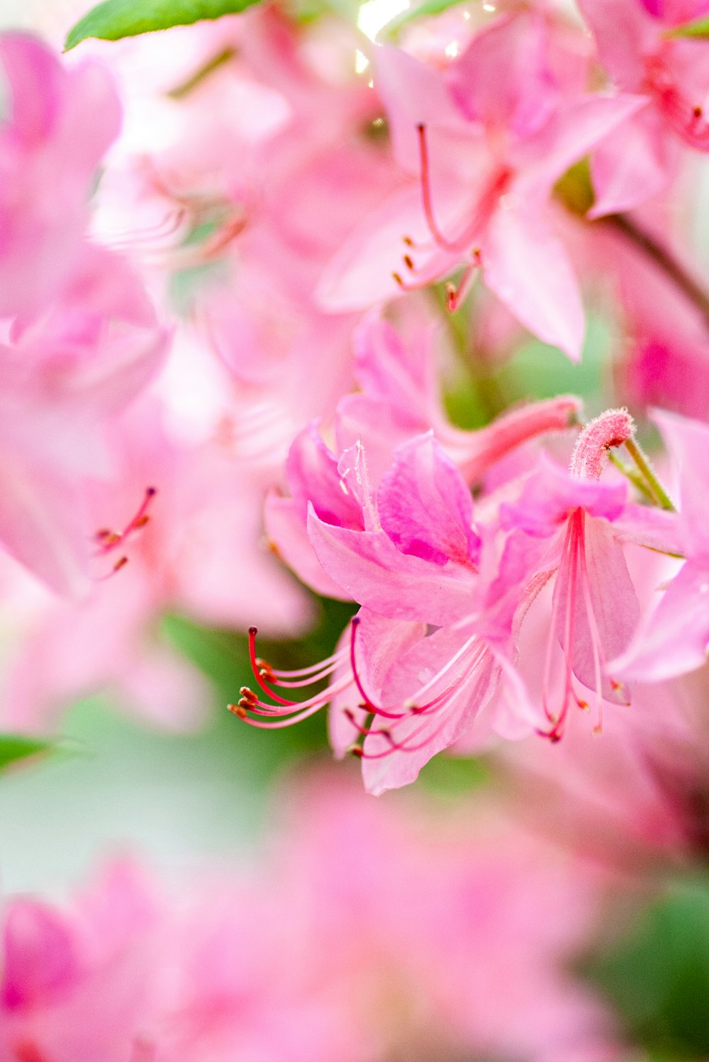 a bunch of pink flowers that are blooming