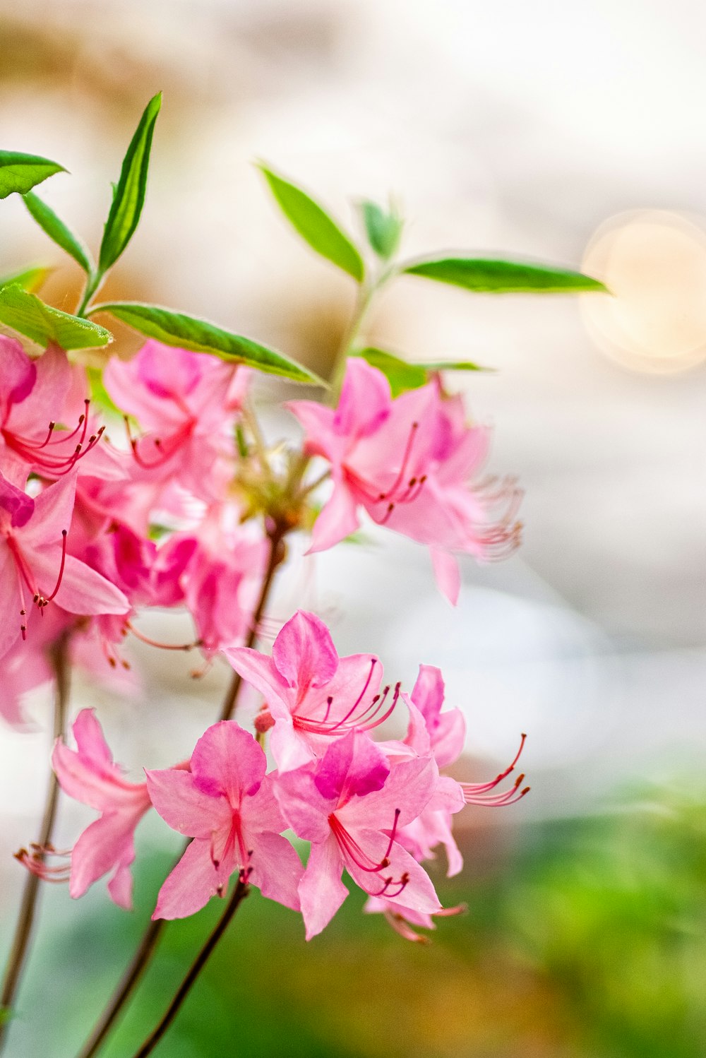 a close up of pink flowers with green leaves