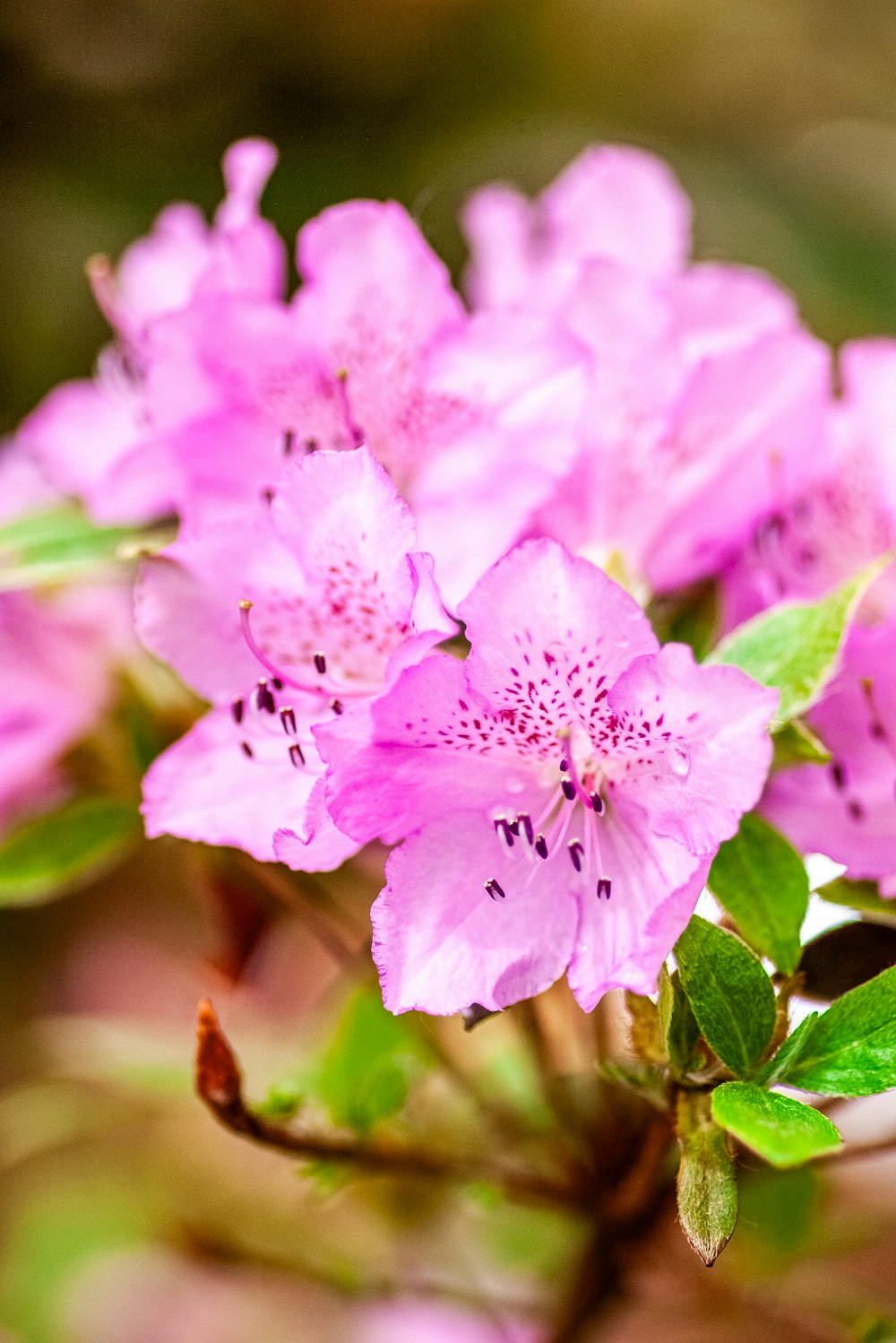 a close up of pink flowers with green leaves