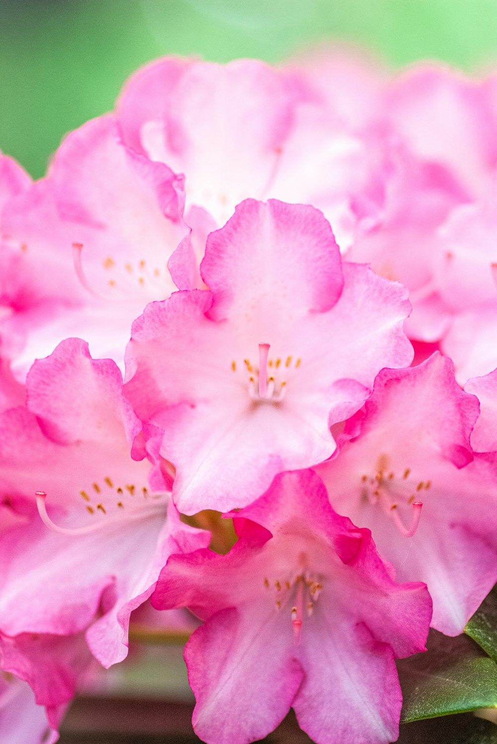 a close up of pink flowers with green leaves