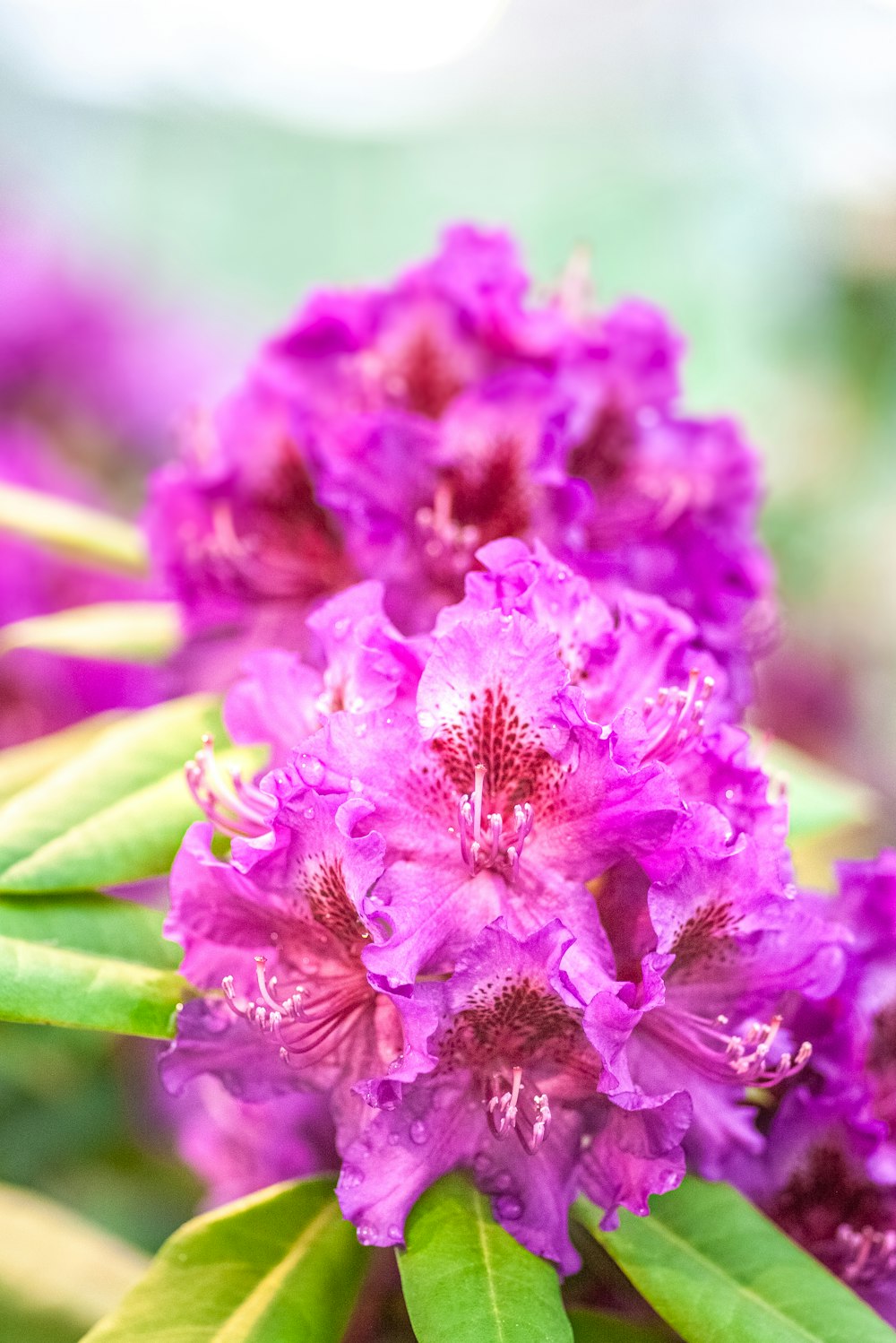 a close up of a purple flower with green leaves