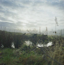 A misty peatland landscape at dawn, highlighting wetland restoration in progress.