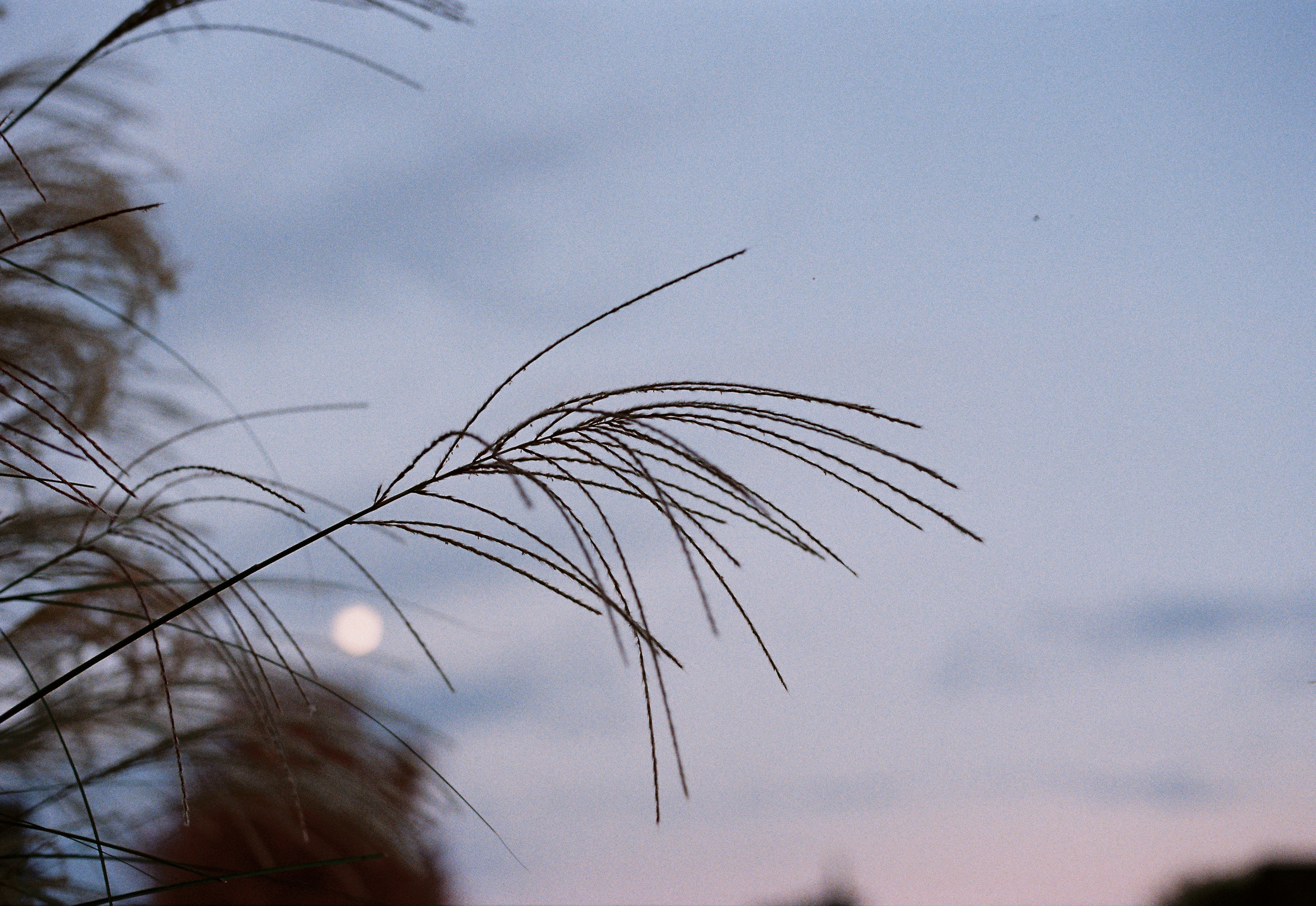 a close up of a plant with a moon in the background