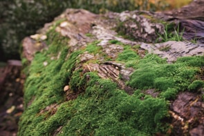 A close-up of vibrant green moss covering a fallen log.