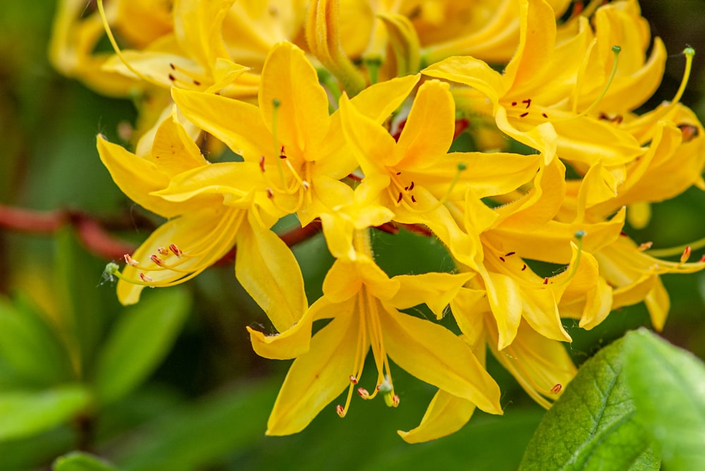 a close up of a bunch of yellow flowers