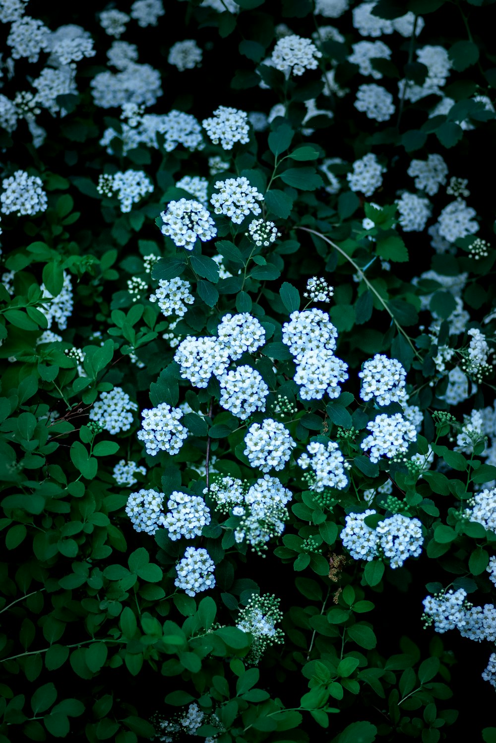 a bunch of white flowers growing on a bush